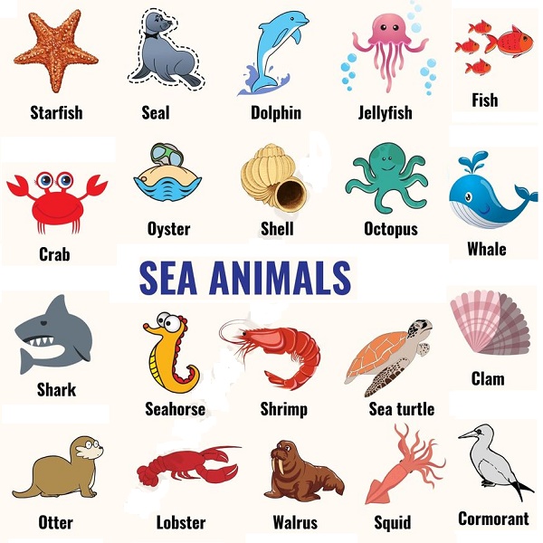 Sea Animals