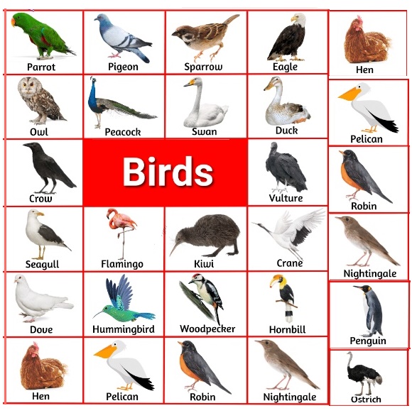 Birds