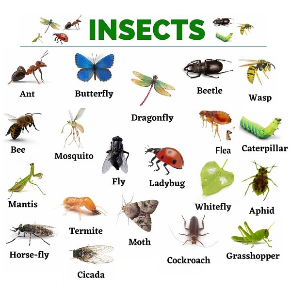 Insects